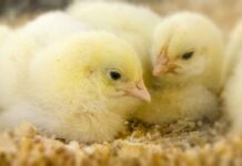 Pirbright helps tackle avian flu with other UK experts