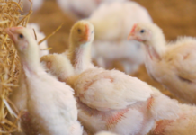 Government of Canada announces funding to grow domestic market for chicken and turkey