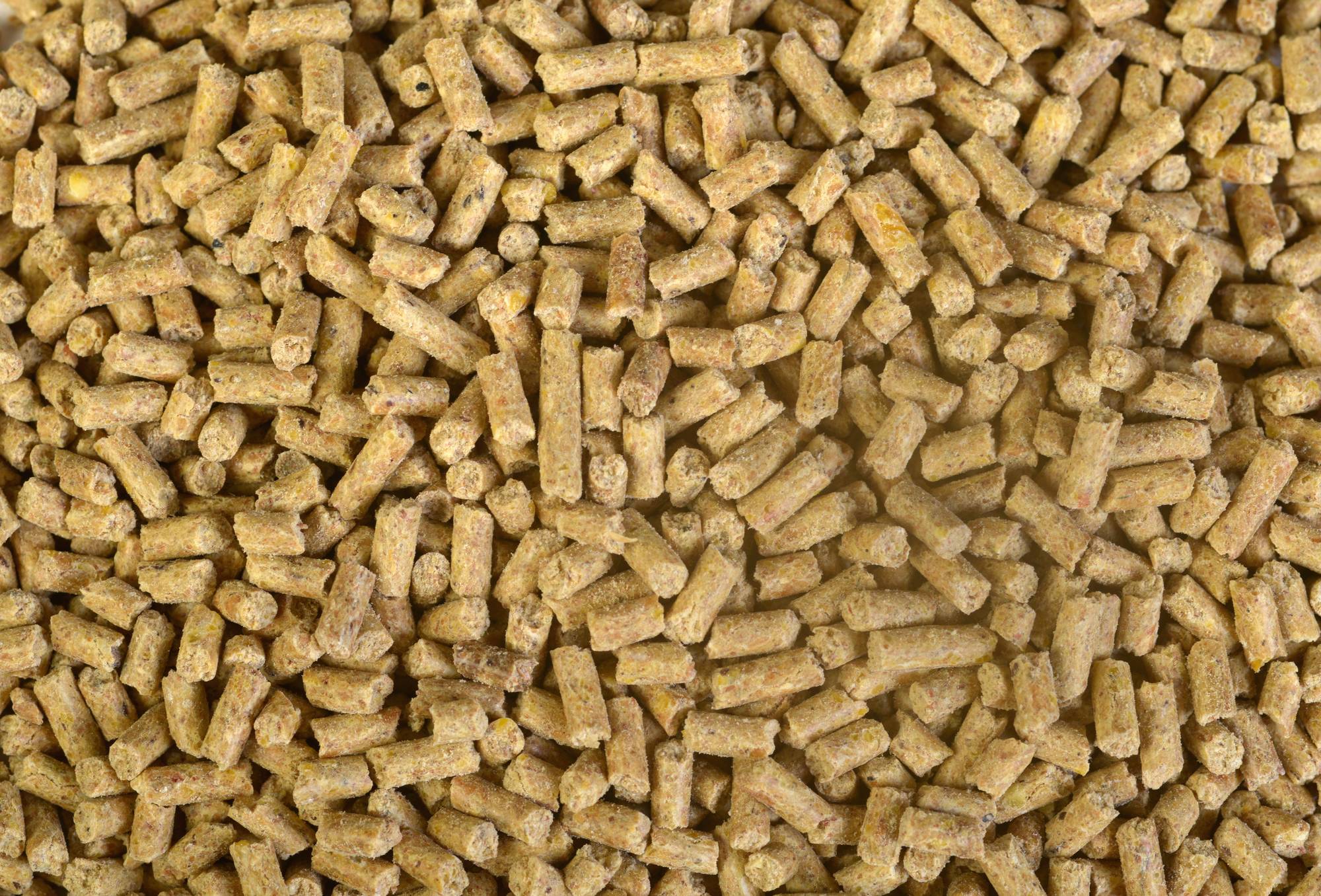 Barley in pelleted broiler starter diets: results of carbohydrase supplementation and steam-conditioning temperature Barley in pelleted broiler starter diets: results of carbohydrase supplementation and steam-conditioning temperature