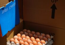 An insight into the Spanish poultry industry – Hen eggs