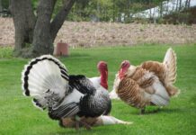 Targeted preharvest interventions against Salmonella in turkeys