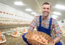 Is no antibiotics ever (NAE) poultry production sustainable?