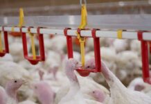 Researchers investigate the characteristics of Turkey Hepatitis Reovirus