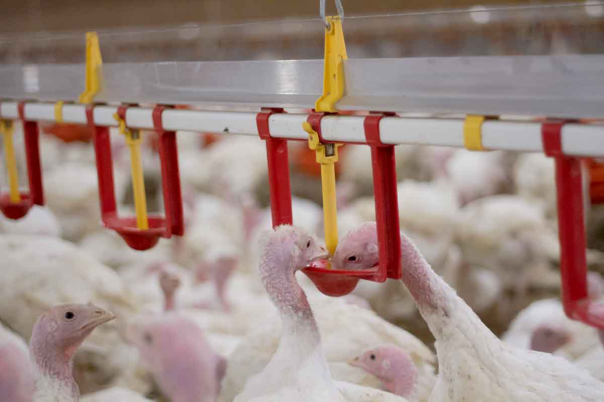 Researchers examine the traits of Turkey Hepatitis Reovirus