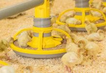 Supplementation of a protected complex of biofactors and antioxidants on the gene expression and kinomics in broiler chickens undergoing early life stress broiler chickens