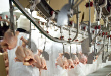 Patterns of the poultry industry in the MEA region. Part 2 – Poultry meat production and trade