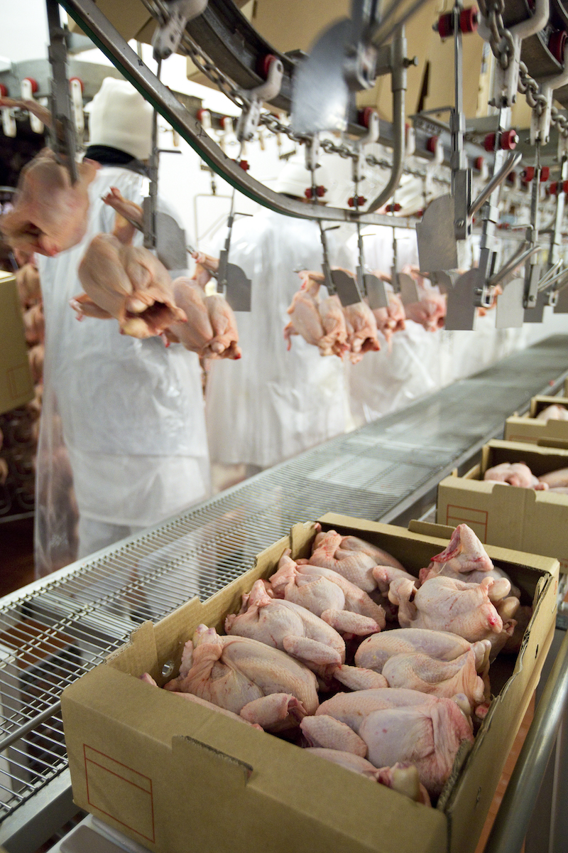 Patterns of the poultry industry in the MEA region. Part 2 – Poultry meat production and trade