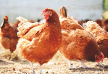 How can the poultry industry become carbon neutral?