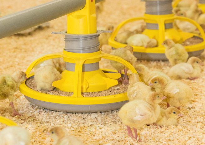 broiler chickens broiler chickens
