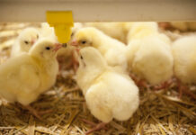 Controlling water temperature during brooding