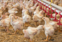 Ammonia control during brooding begins when previous flock ends