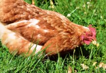 AVEC General Assembly: energy and feed price surge put the EU poultry meat production at risk