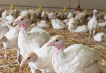 Pathological manifestations of highly pathogenic and predominant Eimeria species in turkeys