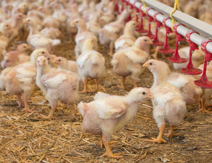 chicks