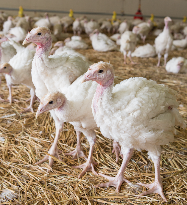 turkeys