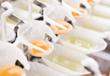 Understanding egg quality