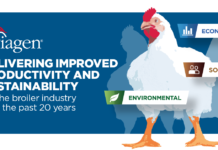 The data is in – Balanced breeding brings improved productivity and sustainability to the broiler industry