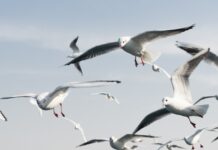 Avian Influenza decreases in poultry in Europe, seagulls heavily affected