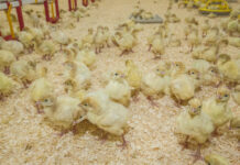 Researchers evaluate the effects of heat stress in poults