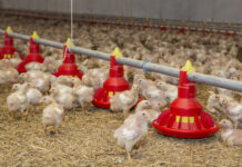 Requirement of digestible calcium at different dietary concentrations of digestible phosphorus for broiler growers