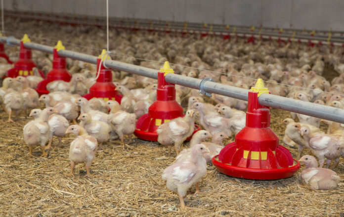 young broilers