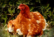 Hybrid Feed – New approach in layer hen feed at start of production