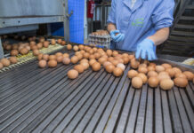 The remarkable dynamics of the global poultry industry: 50 years in retrospective. Part 1 – Global egg production and trade