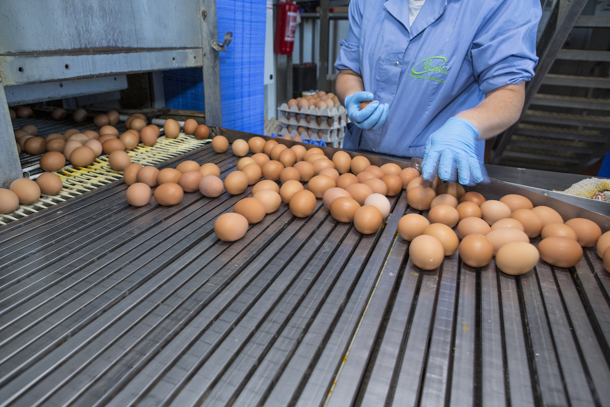 The remarkable dynamics of the global poultry industry: 50 years in retrospective. Part 1 – Global egg production and trade