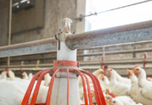 Heat stress and the quality of wheat grains