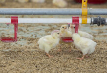 Seeking sustainability in the poultry industry