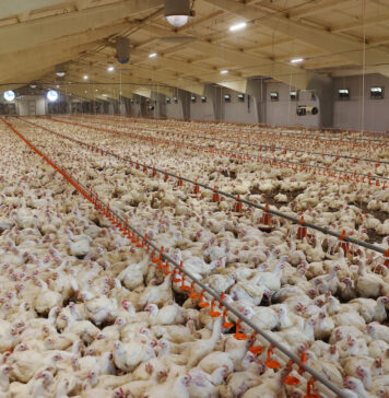 Brazil confirms second Newcastle disease outbreak amid poultry export restrictions