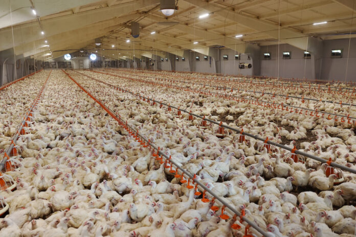 Meat production factory - broiler chickens.