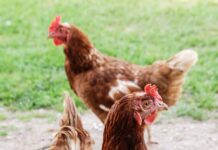 Researchers investigate how laying hens visually perceive the resources in cage-free housing