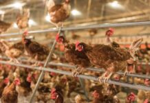 Detection of antibodies against Chlamydia species in chicken serum