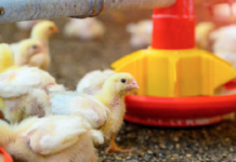 BRICS expansion: what does this mean for the poultry industry?
