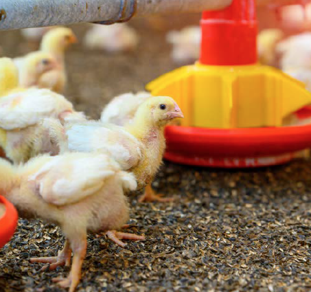 BRICS expansion: what does this mean for the poultry industry?