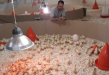 Some common issues of the first week in brooding turkey poults