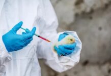 Highly Pathogenic Avian Influenza: available vaccines and vaccination strategies