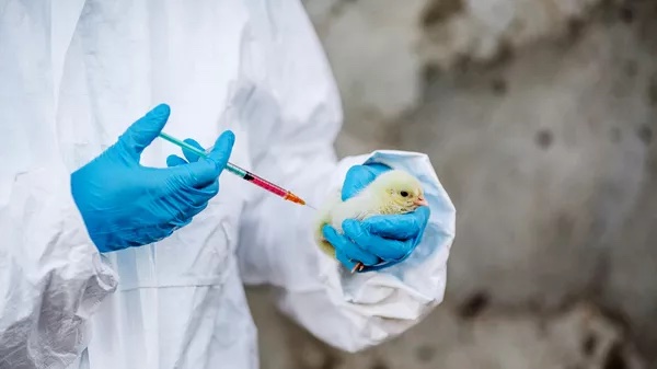 vaccination against hpai
