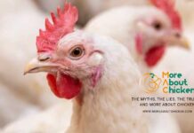 More About Chicken • An international anti-fake website