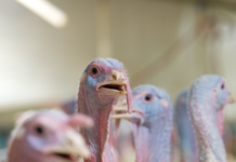 Histopathological evaluation of Histomonas meleagridis on ceca and the bursa of Fabricius in turkeys Figure 1