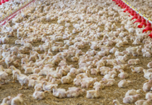 Avian Influenza: understanding the threat and enhancing preparedness