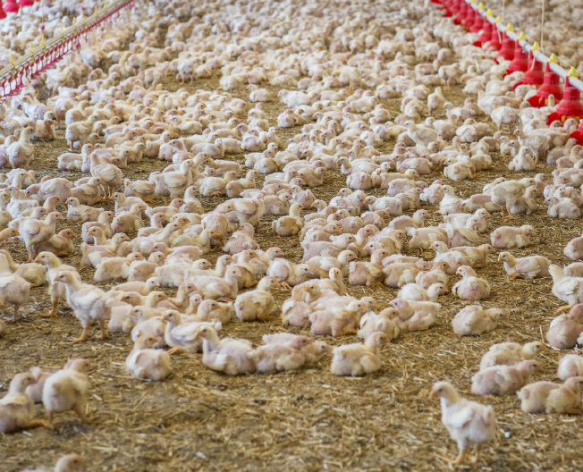 poultry farm