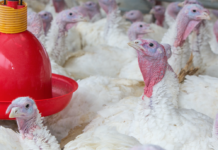 Case report of E. meleagrimitis infection in turkeys