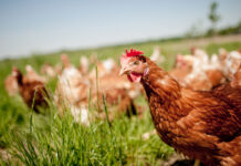 Organic acids as feed additives: pros and cons