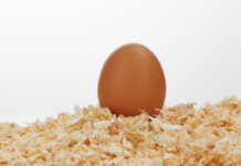 What is the influence of nutrition and management on egg weight?
