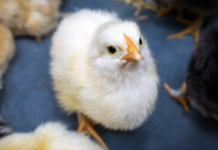 Immunity and inflammation: crucial balance