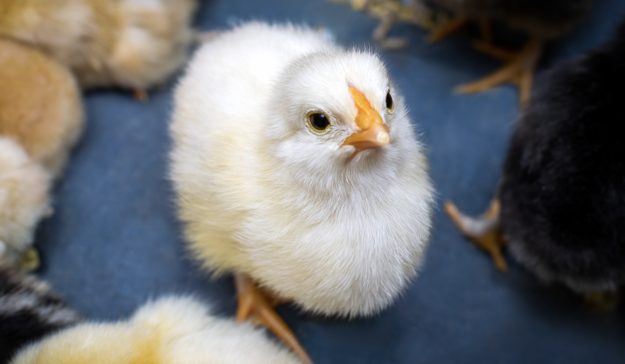 Advances in Poultry Illness Control and Immune Machine Insights