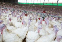 Cost-effective biosecurity management practices