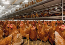 Impact of the lighting and feeding regimen during rearing on Hy-Line brown pullet growth and start of lay